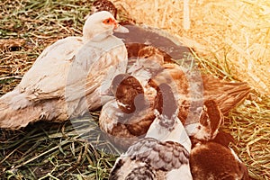 Musk or indo ducks on a farm in a chicken coop. breeding of poultry in small scale domestic farming. a mother duck and grown up fl