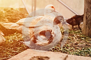 Musk or indo ducks on a farm in a chicken coop. breeding of poultry in small scale domestic farming. a mother duck and grown up fl