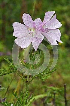 Musk Mallow