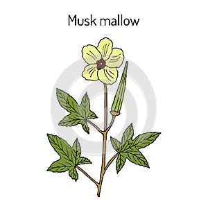 Musk mallow abelmoschus moschatus , medicinal plant photo