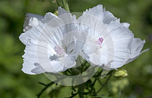 Musk mallow flowers