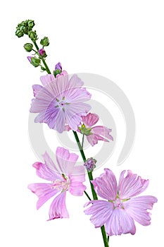 Musk Mallow Malva moschata flower photo
