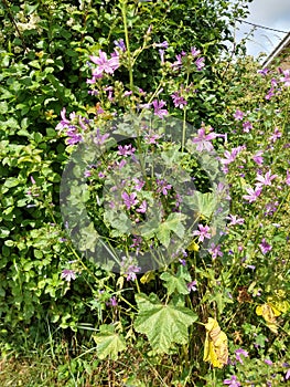 Musk Mallow - Malva moschata, Norfolk, England, UK