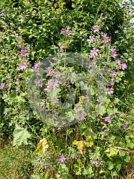 Musk Mallow - Malva moschata, Norfolk, England, UK