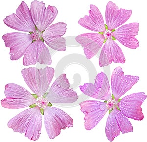 Musk-Mallow Set