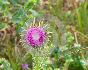 Musk or nodding thistle, Carduus nutans, flower close-up with bokeh background, selective focus, shallow DOF