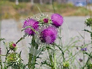 Musk or nodding thistle, Carduus nutans, flowers close-up with bokeh background, selective focus, shallow DOF