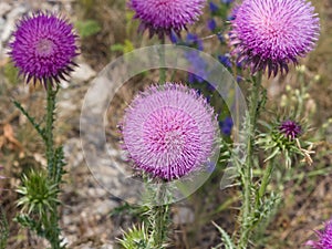 Musk or nodding thistle, Carduus nutans, flowers close-up with bokeh background, selective focus, shallow DOF