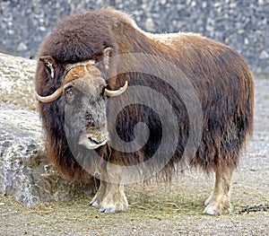 Musk-ox 1 photo