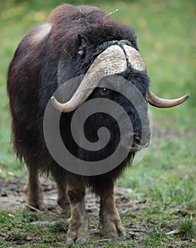 Musk ox