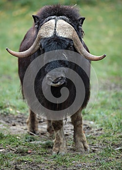 Musk ox photo