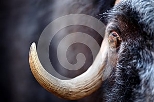 Musk ox photo