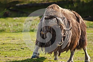 Musk Ox photo