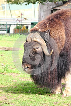 Musk ox.