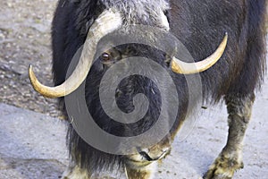 Musk-ox photo