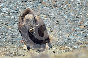 Musk ox