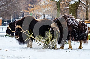 Musk ox