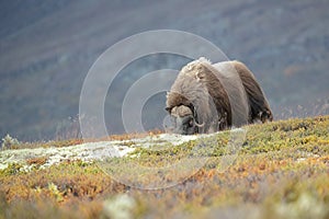 Musk Ox