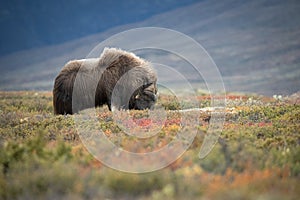 Musk Ox