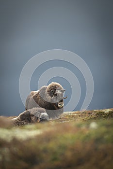 Musk Ox