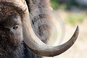 Musk Ox photo