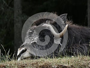 Musk ox asleep on a grassy hill