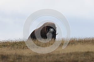 Musk ox in autumn Dovrefjell National Park Norway photo