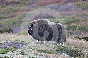 Musk ox in autumn Dovrefjell National Park Norway photo