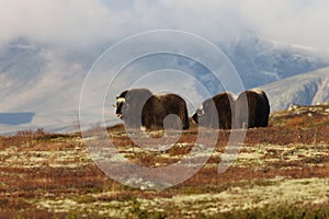 Musk ox in autumn Dovrefjell National Park Norway photo