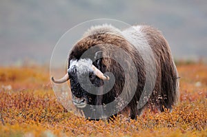 Musk ox in autumn landscape