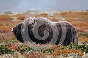 Musk ox in autumn landscape