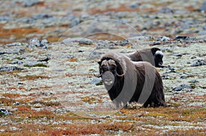 Musk ox in a autumn tundra