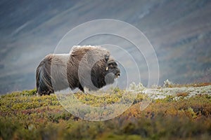 Musk Ox Bull