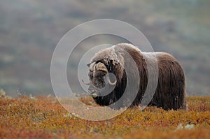 Musk ox bull in autumn landscape