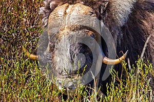 Musk Ox photo