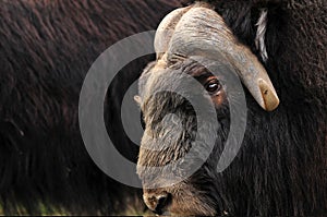 Musk ox closeup photo