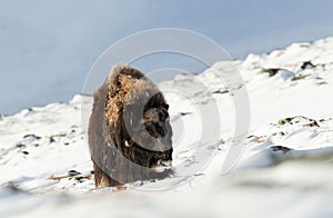 Musk Ox in Dovrefjell mountains in winter