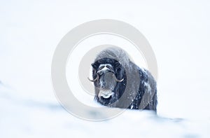 Musk Ox in Dovrefjell mountains in winter