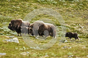 Musk Ox in Dovrefjell Norway