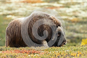 Musk-ox in a fall colored setting at Dovrefjell Norway.