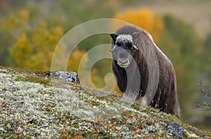 Musk-ox in a fall colored setting at Dovrefjell Norway.