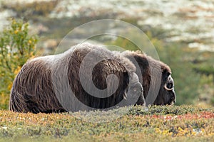 Musk-ox in a fall colored setting at Dovrefjell Norway.