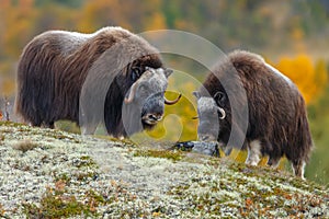 Musk-ox in a fall colored setting at Dovrefjell Norway.