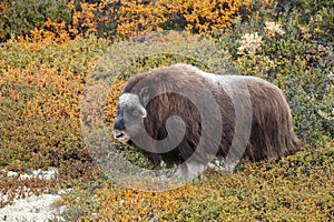 Musk-ox in a fall colored setting at Dovrefjell Norway.