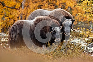 Musk-ox in a fall colored setting at Dovrefjell Norway.