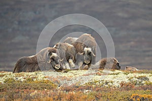 Musk Ox Family Group