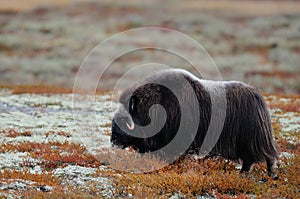 Musk ox female in autumn landscape