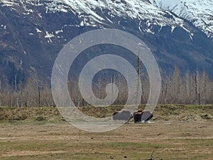 Musk Ox in a Field