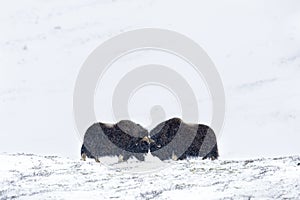 Almizcle el buey luchar en montanas en la nieve tormenta de nieve en el invierno 