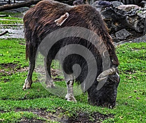 Musk-ox grazing on the lawn 1